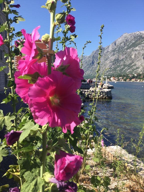 Seven Hills Duplex Eco-Cottage Kotor Kültér fotó